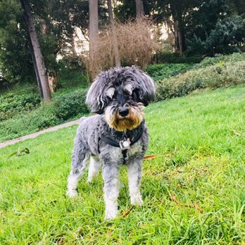 Pack Heights - Olive! - Dog Walkers Near Me - San Francisco, California Pack Heights - Olive! - Dog Walkers Near Me - San Francisco, California