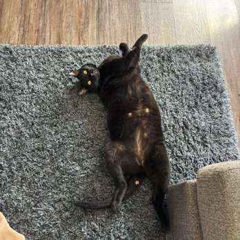 Mohnacky Animal Hospital - Carlsbad - Binx, our cat. - Veterinarians Near Me - Carlsbad, California Mohnacky Animal Hospital - Carlsbad - Binx, our cat. - Veterinarians Near Me - Carlsbad, California