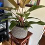 Foliage & Flora