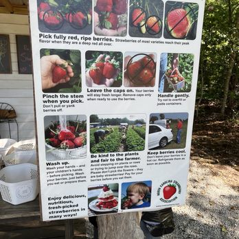 The Ivy Place- Berry Farm - Tip guide - Pick Your Own Farms Near Me - Lancaster, South Carolina The Ivy Place- Berry Farm - Tip guide - Pick Your Own Farms Near Me - Lancaster, South Carolina