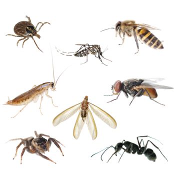 R&R Pest Control - Exterminator Edinburg Texas - Pest Control Near Me - Edinburg, Texas R&R Pest Control - Exterminator Edinburg Texas - Pest Control Near Me - Edinburg, Texas