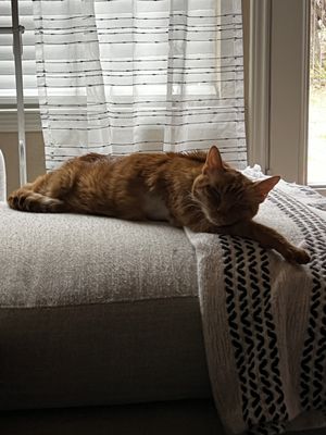 Alamo Feline Health Center