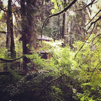 TreeHouse Point - Burl treehouse - Bed & Breakfast Near Me - Issaquah, Washington