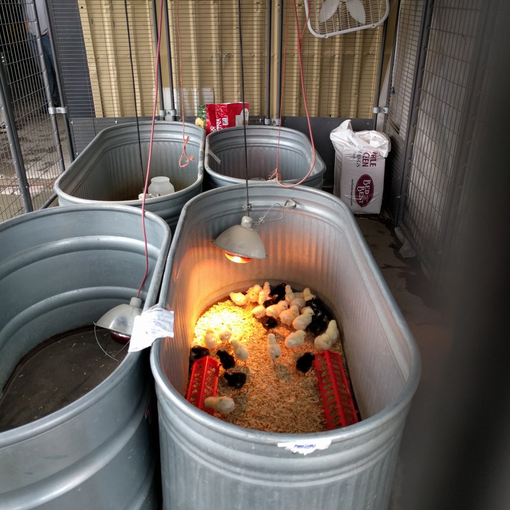Bay Area Hay and Feed - Chicks - Pet Stores Near Me - Livermore, California
