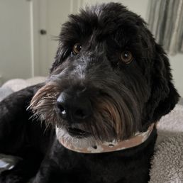 Lindsey did an amazing job with our pup Joni! You can even see her long eyelashes which has never been the case with previous groomers. Lindsey did an amazing job with our pup Joni! You can even see her long eyelashes which has never been the case with previous groomers.