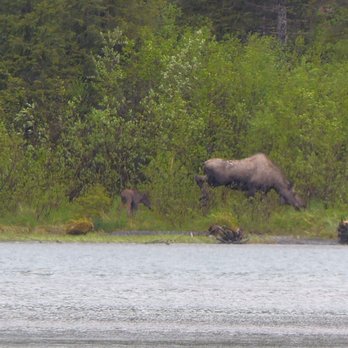 PicTours Alaska - Tours Near Me - Anchorage, Alaska