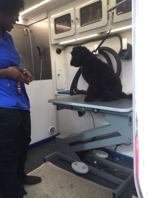 finley's upper cut mobile grooming