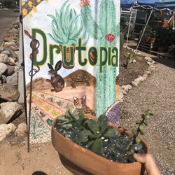 Beautiful succulents from Drutopia!