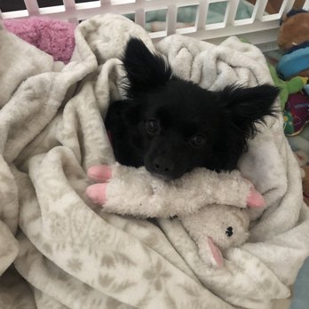 Petco - Lola - Pet Stores Near Me - San Jose, California Petco - Lola - Pet Stores Near Me - San Jose, California