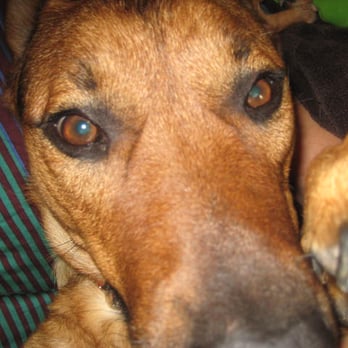 Canine Care - Dominic Leon - Pet Services Near Me Canine Care - Dominic Leon - Pet Services Near Me