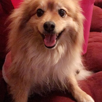 Warm Springs Grooming - This is a before picture. She had too much going on. - Pet Groomers Near Me - Las Vegas, Nevada Warm Springs Grooming - This is a before picture. She had too much going on. - Pet Groomers Near Me - Las Vegas, Nevada
