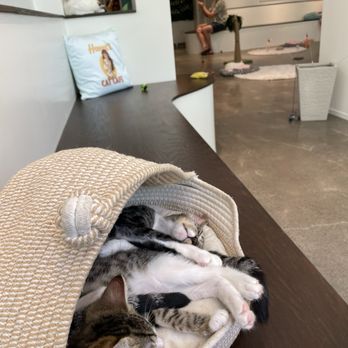 Hawaii Cat Cafe - Themed Cafes Near Me - Honolulu, Hawaii Hawaii Cat Cafe - Themed Cafes Near Me - Honolulu, Hawaii