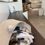 Photo of Hawaii Cat Cafe
