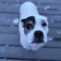Photo of Camp Bow Wow