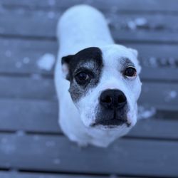 Camp Bow Wow
