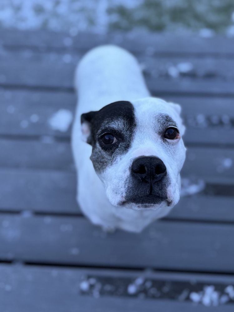 Camp Bow Wow - pet boarding facility in Littleton, CO