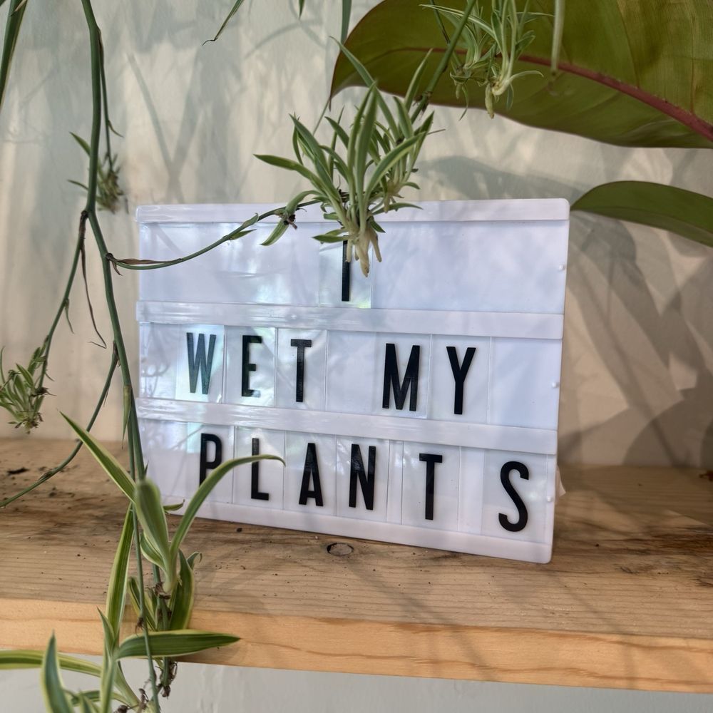 Savvy Nursery - Nurseries & Gardening Near Me - San Francisco, California