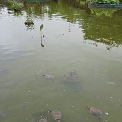 嶺南之風 - Turtles and Fish