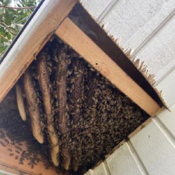 BuzzForExpert - Pest Control Near Me BuzzForExpert - Pest Control Near Me