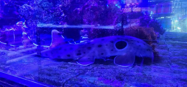 LAX Aquarium by null