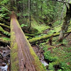 Burnt Lake Trail