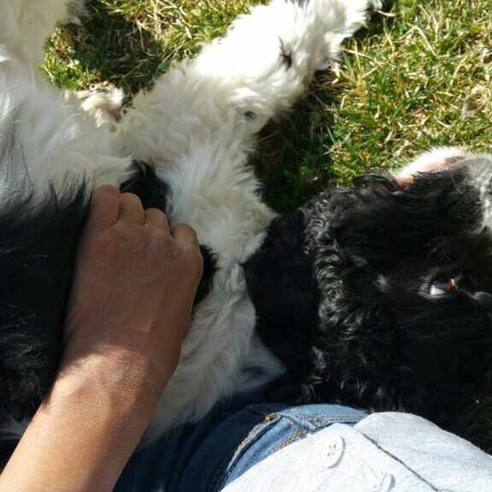 Jellybean Pet Care - Dog Walkers Near Me Jellybean Pet Care - Dog Walkers Near Me