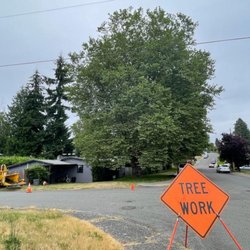 The New Northern Tree Services - Sycamore tree before trimming