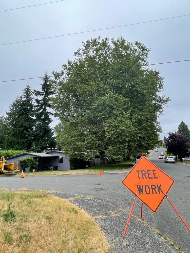 The New Northern Tree Services - tree service in Renton, WA