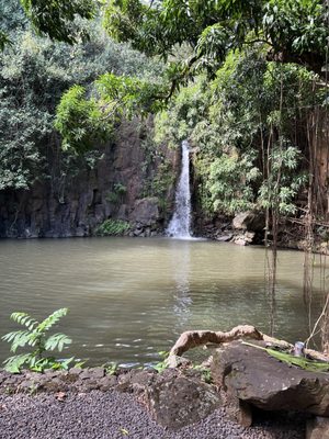Breadfruit Institute, National Tropical Botanical Garden by null