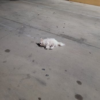 AV Veterinary Center - My dog in their parking lot, and them refusing to come out and help. - Veterinarians Near Me - Lancaster, California