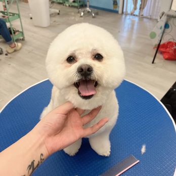 Super iDog Grooming - Pet Groomers Near Me - Ontario, California