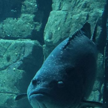 Oceanário de Lisboa - Aquariums Near Me - Lisbon, 11 Oceanário de Lisboa - Aquariums Near Me - Lisbon, 11