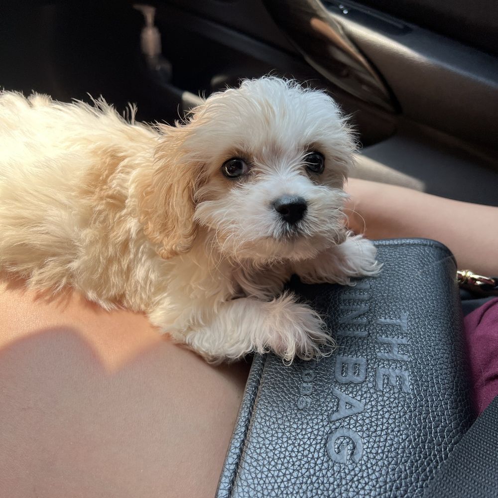 Lisas Fancy Paws Puppies - Pet Breeders Near Me Lisas Fancy Paws Puppies - Pet Breeders Near Me