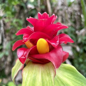 Hike Maui - Flower. - Tours Near Me - Kahului, Hawaii Hike Maui - Flower. - Tours Near Me - Kahului, Hawaii