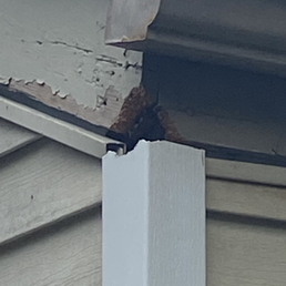Outside areas (rodents living inside units )