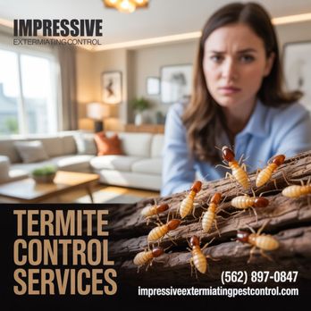 Impressive Exteminating - Termite Control Service - Protect Your Property from Silent Damage
#TermiteControlService #TermiteTreatment #DrywoodTermites - Pest Control Near Me - Bellflower , California Impressive Exteminating - Termite Control Service - Protect Your Property from Silent Damage
#TermiteControlService #TermiteTreatment #DrywoodTermites - Pest Control Near Me - Bellflower , California