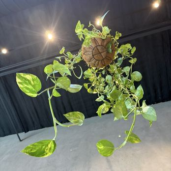 Momo Coffee House - Hanging plants - Coffee & Tea Near Me - Nashville, Tennessee Momo Coffee House - Hanging plants - Coffee & Tea Near Me - Nashville, Tennessee