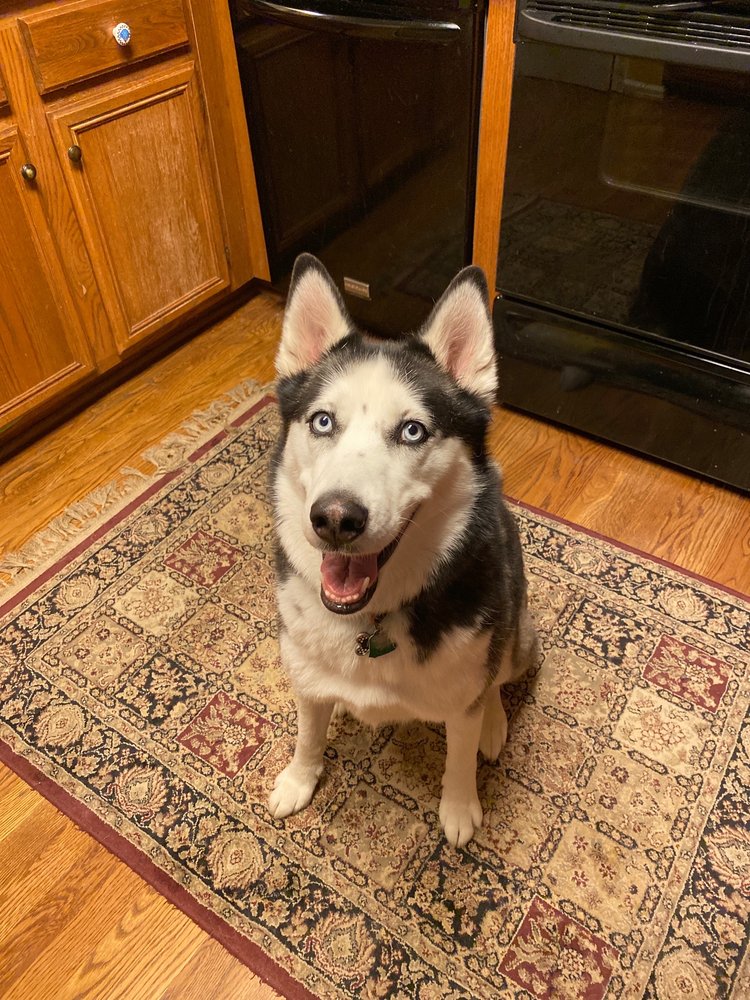 THE CLASSY PUP Updated July 2024 11 Reviews 3241 Lorna Rd, Hoover