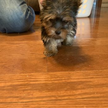 T J's Kennel - very small yorkie - Pet Breeders Near Me - Williamstown, Kentucky T J's Kennel - very small yorkie - Pet Breeders Near Me - Williamstown, Kentucky
