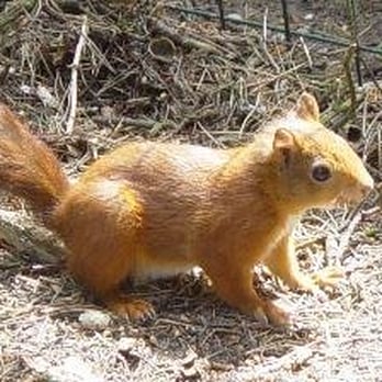 Formby Squirrel Reserve - From website - Parks Near Me - Liverpool, XMS