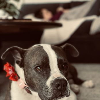 Nicole Dunn Mobile Grooming - Pet Groomers Near Me - Riverside, California