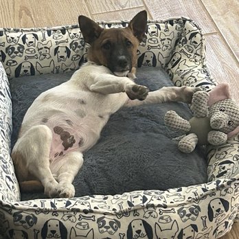 Amazing Strays Rescue - Living his best life, Dulce - Animal Shelters Near Me - San Diego, California Amazing Strays Rescue - Living his best life, Dulce - Animal Shelters Near Me - San Diego, California