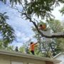 Photo of Canales Tree Service