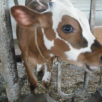 Hancock Shaker Village - Exceptionally cute baby cow. - Museums Near Me - Pittsfield, Massachusetts