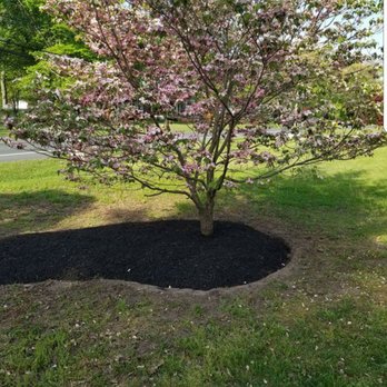 DMF Landscaping - a flowering tree in the front yard - Landscaping Near Me DMF Landscaping - a flowering tree in the front yard - Landscaping Near Me