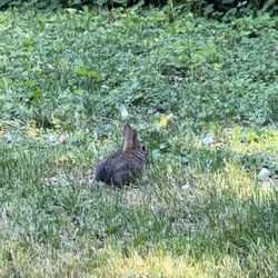 Wolfe Wildlife Refuge - Bunny!