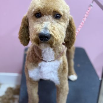 Little Oasis Mobile Grooming - Pet Groomers Near Me Little Oasis Mobile Grooming - Pet Groomers Near Me