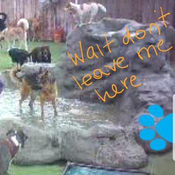 Camp Run-A-Mutt - Pet Sitting Near Me - Chula Vista, California