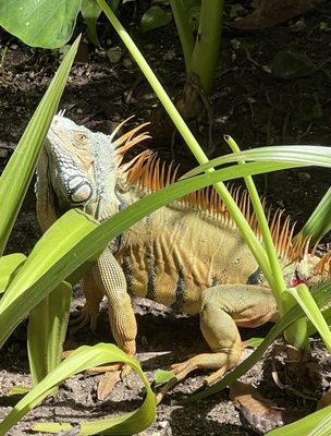 Mayan Palace by null