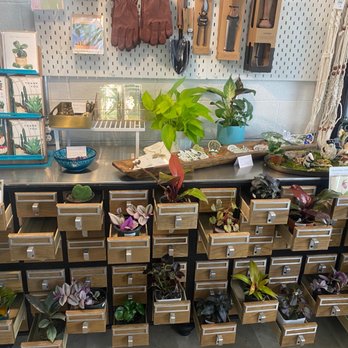 Dandy Lion Coffee - Plant shop - Coffee & Tea Near Me - Denver, Colorado Dandy Lion Coffee - Plant shop - Coffee & Tea Near Me - Denver, Colorado